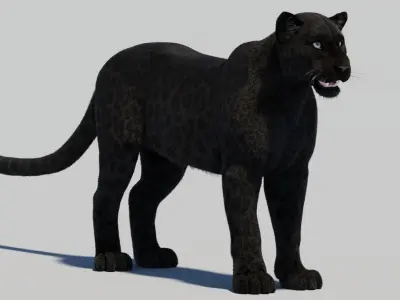  Black Panther Fur 