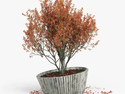 Autumn 2 tree in pot 3D model