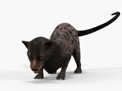  Asian Palm Civet Musang Dark Coat Rigged 