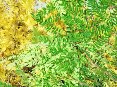 North American Honey Locust Tree Low-poly 3D model