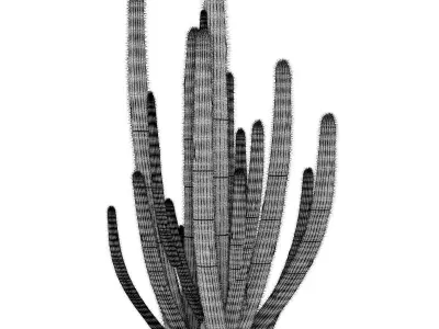 Organ Pipe Cactus 3D model