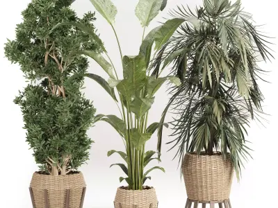Indoor plant set with plant tree rattan wooden vase 3D model