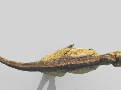  Tyrannosaurus Rex T-Rex Anatomically Accurate Model 