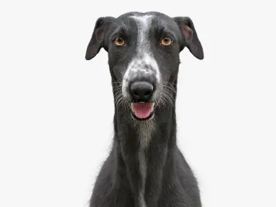  Greyhound Fur Animated Collection 