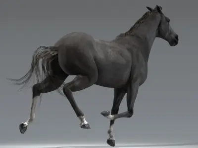  Horses Animated 