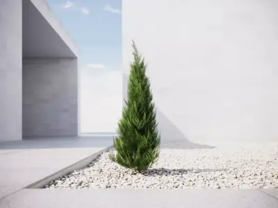 Small  conifer 3D model