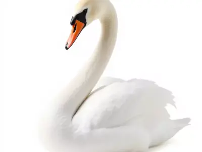 Elegant Swan model pack Low-poly 3D model