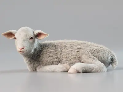  Lamb Rigged Animated with Fur 