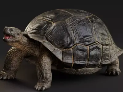 Realistic Galapagos Tortoise Low-poly 3D model