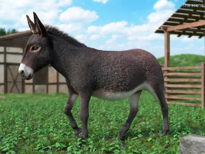  Walking Domestic Donkey Fur Animated Rigged for Blender 