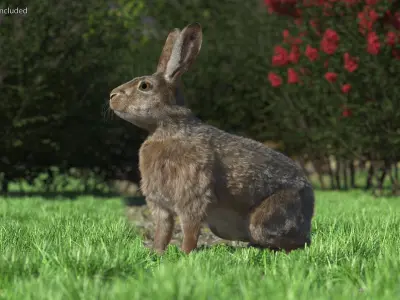  Jackrabbit Fur Rigged for Cinema 4D 