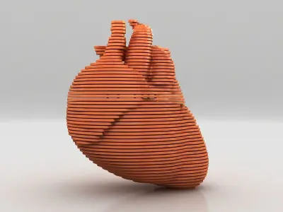Parametric Human Heart Models 3D model