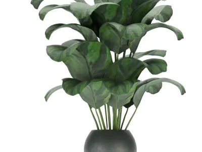 Collection plant vol 297 - indoor - calathea - leaf Free 3D model