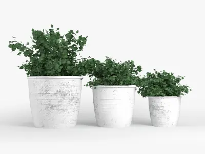 Bushes three potted plants 3D model