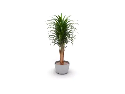 Elegant Dracaena Marginata Plant Low-poly 3D model