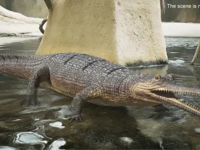  Long Snouted Gharial Crocodile 