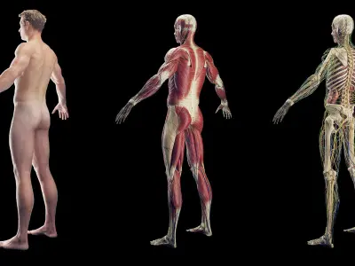  Male Full Anatomy 