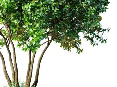 Outdoor garden plant tree Shrub 3D model