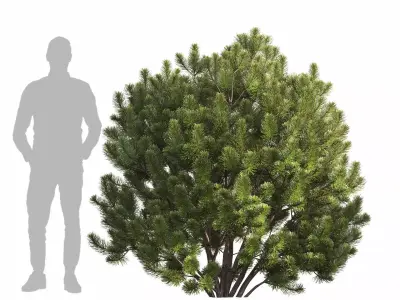 Pinus Mugo 3D model