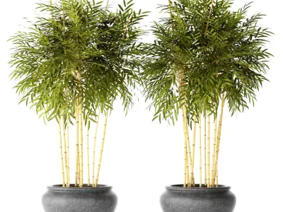 Bamboo Trees 3D model