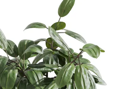 Indoor plant 407 plant ficus rubbery tree 3D model