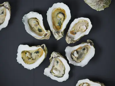 Half Shell Oysters 6 Models