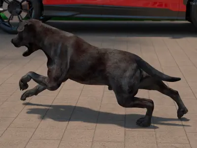  Black Labrador Dog Running Animated Rigged for Maya 