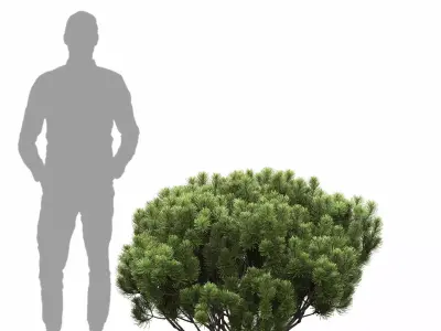 Pinus Mugo 15 3D model