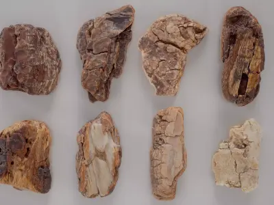 8 3D Scanned Tiny Wood Bark 3D Model Pack