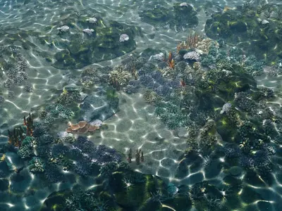  Underwater Coral Reef Habitat Ocean V3 