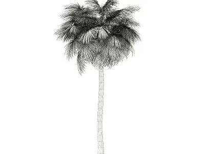 Sabal Palm Tree 3D Model 12m 3D model