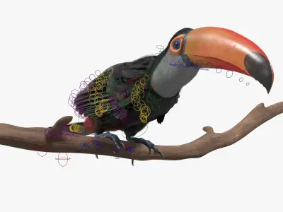  Tropical Toco Toucan Animated Fur Rigged For Blender 
