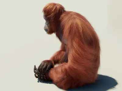 Orangutan Rigged Fur 