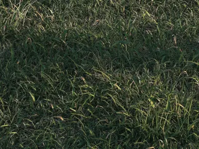 Meadow grass 3D model