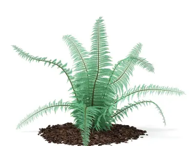 Fern Dicksonia antarctica 3D model