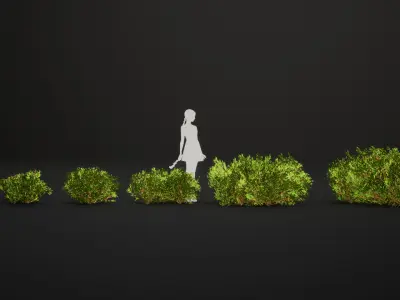 Vulnerable Plant - 6 Hibbertia emarginata Grass Bush Tree Low-poly 3D model