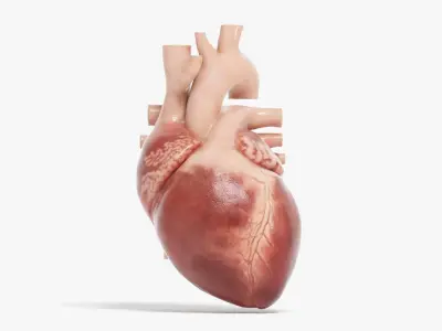  Human Heart Animated (Pro Version) 