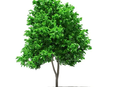 Grapefruit Tree 3D model
