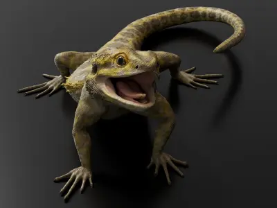  Bearded Dragon Rigged Animated 