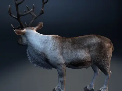  Reindeer (animated) 