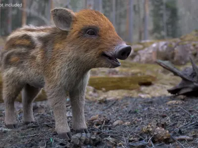  Wild Boar Piglet Striped Coloring Fur 