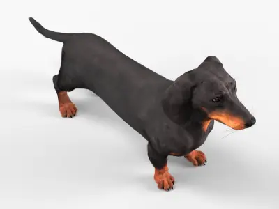  Smooth-Haired Dachshund Dog Black Fur 