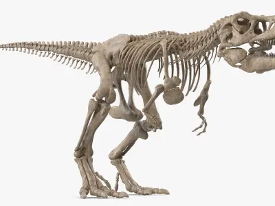  Tyrannosaurus Rex Skeleton Fossil Walking Pose 