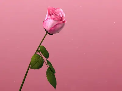  3d Rose Animated Rose Bloom 