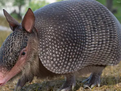  Armadillo in Walking Pose Black Fur for Cinema 4D 