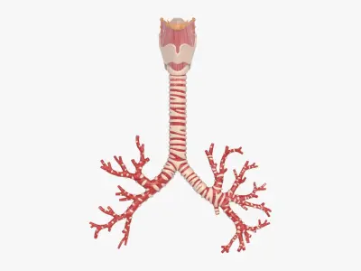  Larynx Trachea BronchialTree 