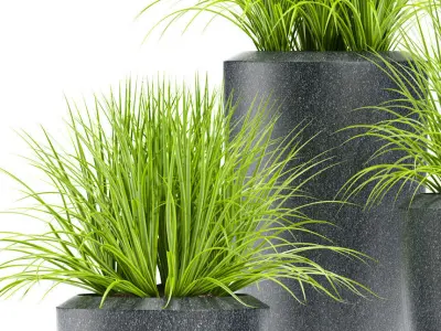 GRASS plant 111 3D model