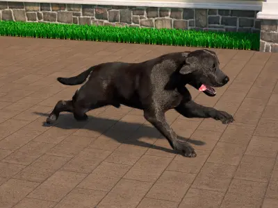  Black Labrador Dog Running Fur Animated Rigged for Maya 
