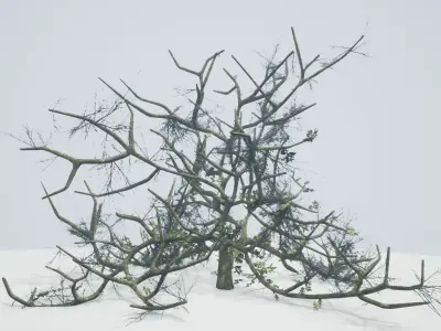 Tree Die Old Free low-poly 3D model