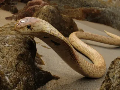  Crawling Light Skin Cobra Animated Rigged 